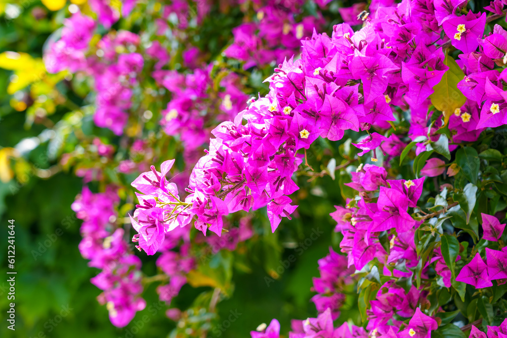 Obraz premium Bright Bougainvillea flowers on a green branch