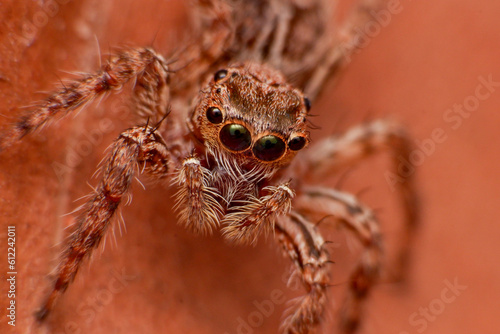 macro Close up of jump spider