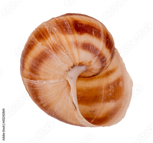isolated snail shell over transparent background