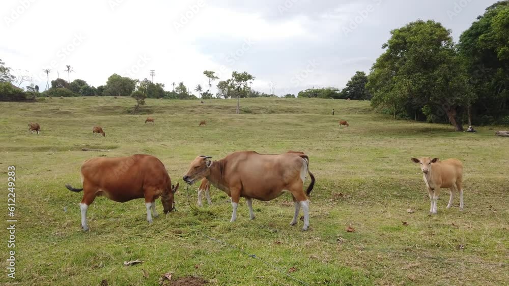 Asian Family of Brown Cows, Cattle Grazing in Southeast Asia, Green Meadow Hills, Agricultural Landscape, Dreamy Atmosphere, Bali Indonesia Asian Family of Brown Cows, Cattle Grazing in Southeast Asia, Green Meadow Hills, Agricultural Landscape, Dreamy Atmosphere, Bali Indonesia