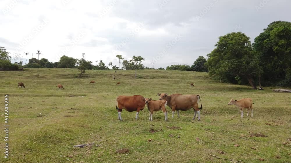 Cattle Landscape, Asian Banteng, Brown Cows Grazing Outdoors in Rural Green Countryside, Idyllic Pasture Hills, Wide Angle at Saba Beach, Gianyar Bali Cattle Landscape, Asian Banteng, Brown Cows Grazing Outdoors in Rural Green Countryside, Idyllic Pasture Hills, Wide Angle at Saba Beach, Gianyar Bali