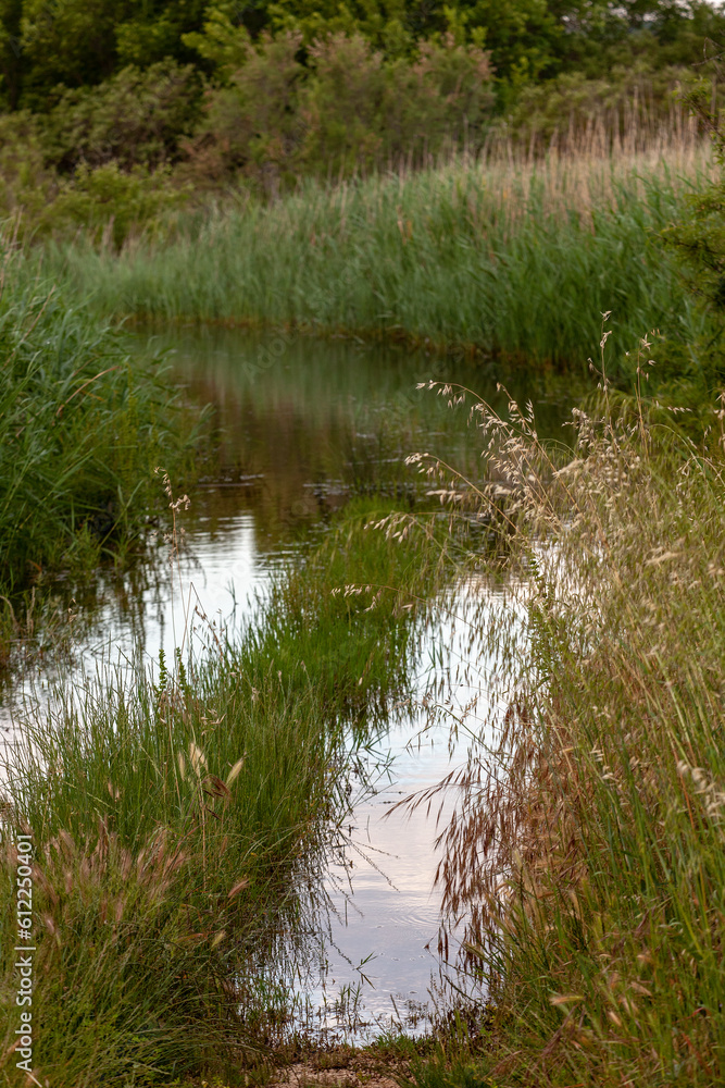 Obraz premium river in the forest
