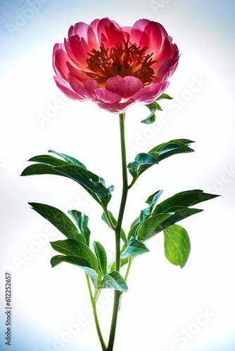 Pink peony flower over white abstract macro background