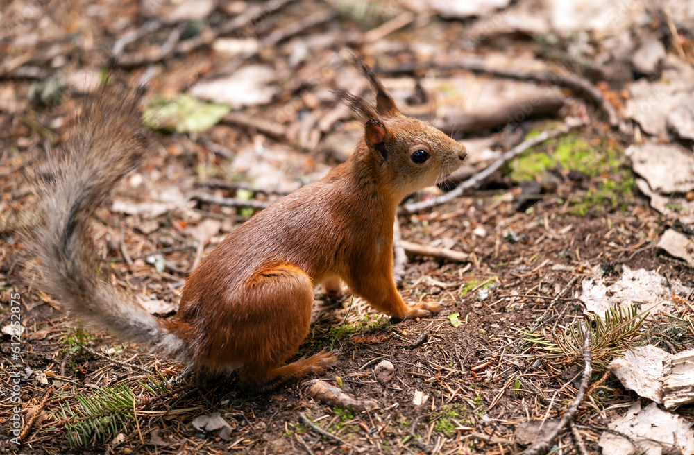 A beautiful squirrel in a forest park in the summer A beautiful squirrel in a forest park in the summer