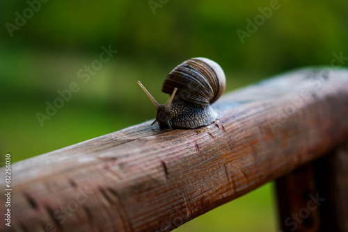 snail and chamomile flower. close-up of a snail on a wooden beam. © Alexander Odessa 