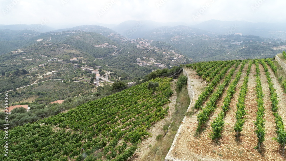 Fototapeta premium Aerial vineyard view in summer season