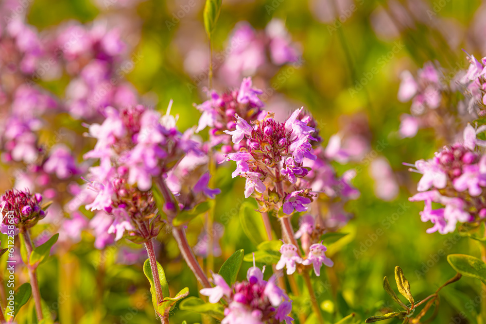 Close up stems of flowering thyme outdoors Close up stems of flowering thyme outdoors