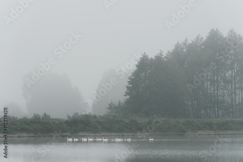 Atmospheric landscape of geese floating in the lake on a foggy autumn morning in the countryside