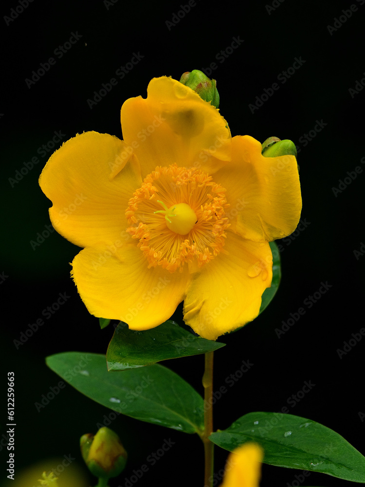 Close up a hypericum patulum flower Close up a hypericum patulum flower