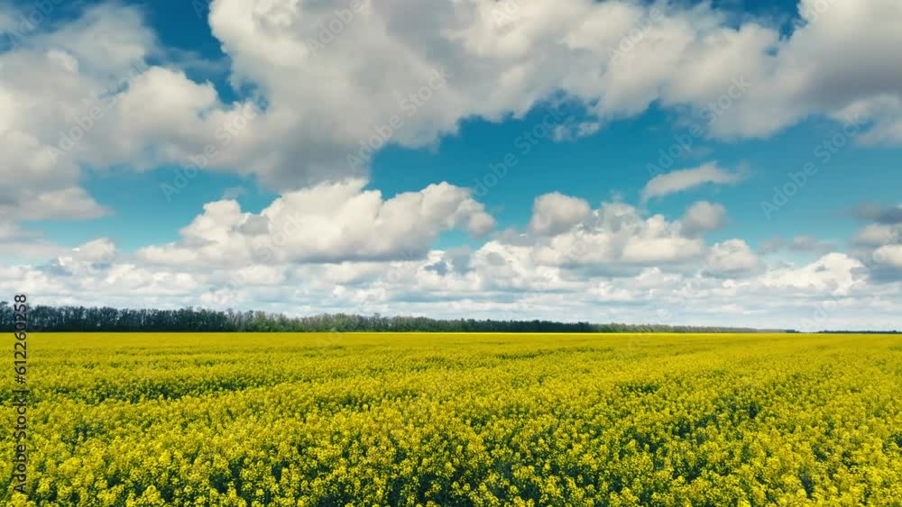 Blooming rapeseed field on a sunny day. Flying above stunning yellow rape fields in spring. Aerial view of raps field. Colorful field of yellow raps flowers. Slow motion video, Blooming rapeseed field on a sunny day. Flying above stunning yellow rape fields in spring. Aerial view of raps field. Colorful field of yellow raps flowers. Slow motion video,