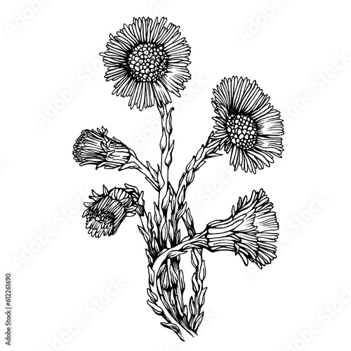 Closeup of coltsfoot flowers (Tussilago farfara, tash plant, coughwort, farfara). Black and white outline illustration, hand drawn work isolated on white background photo