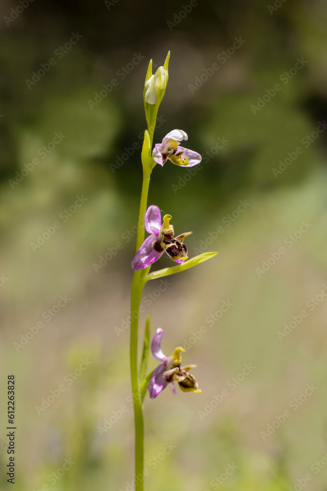 Bee orchid flowers - Ophrys apifera - blooming on a grassy meadow in early summer Bee orchid flowers - Ophrys apifera - blooming on a grassy meadow in early summer