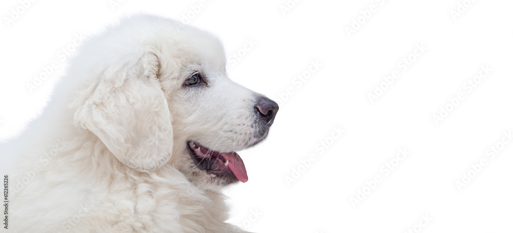 White puppy dog isolated on transparent background