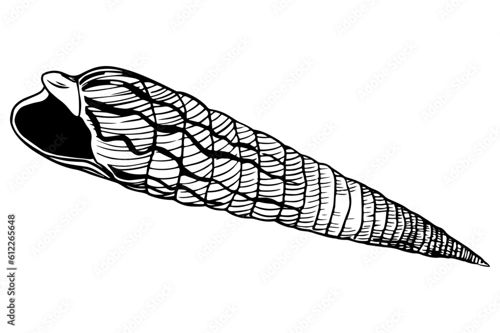 Graphic Hand Drawn Sketch of Decorative Seashell. Decorative graphic shell isolated on white Graphic Hand Drawn Sketch of Decorative Seashell. Decorative graphic shell isolated on white