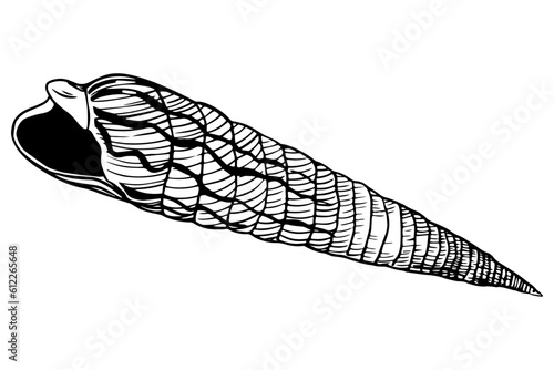 Graphic Hand Drawn Sketch of Decorative Seashell. Decorative graphic shell isolated on white © Irina Maister
