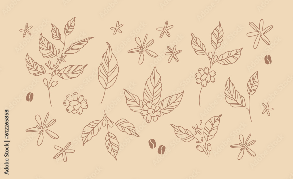 Coffee branches and flowers. Hand drawn line art drawings of coffee leaves and stems. Plant. Nature. Sticker, icon, logo, emblem