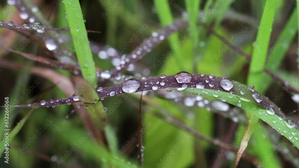 Macro Closeup of Green Blades of Grass Covered in Water Droplets on Sunny Day Macro Closeup of Green Blades of Grass Covered in Water Droplets on Sunny Day