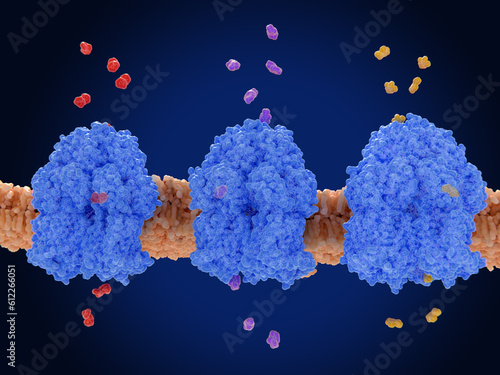 Schilderij op canvas Multidrug efflux pumps (E-CmeB) expel antibiotics from inside the bacterium