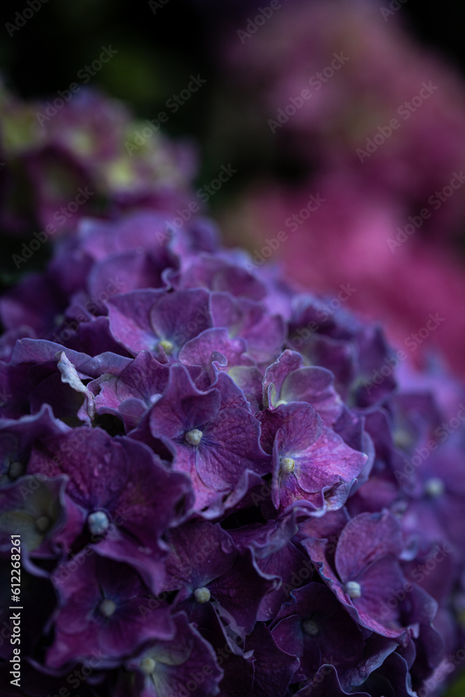 cabbage cabbage