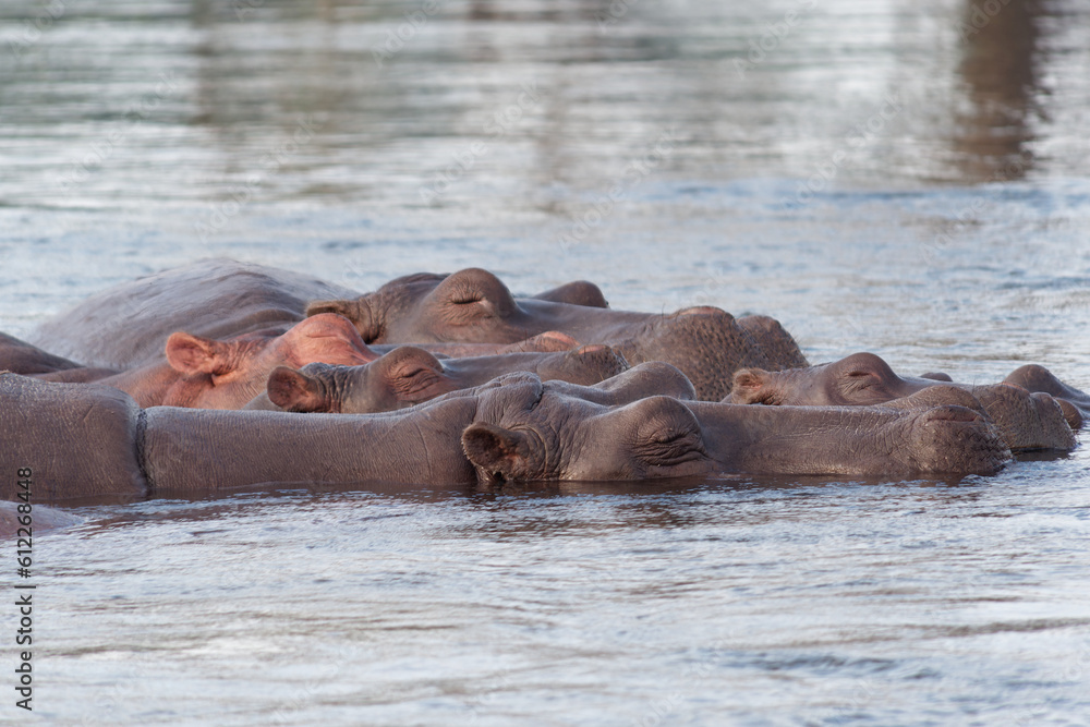 Close-up of a Hippos (Hippopotamus amphibius) in the Zambezi River near Victoria Falls, Zimbabwe Close-up of a Hippos (Hippopotamus amphibius) in the Zambezi River near Victoria Falls, Zimbabwe
