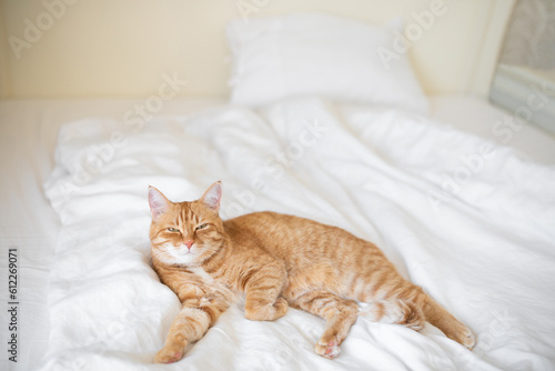 Ginger cat lies on white bedsheet and looking at camera