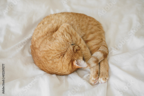 Curled up ginger cat peacefully slumbering on a pristine white bedsheet, with its nose adorably tucked away