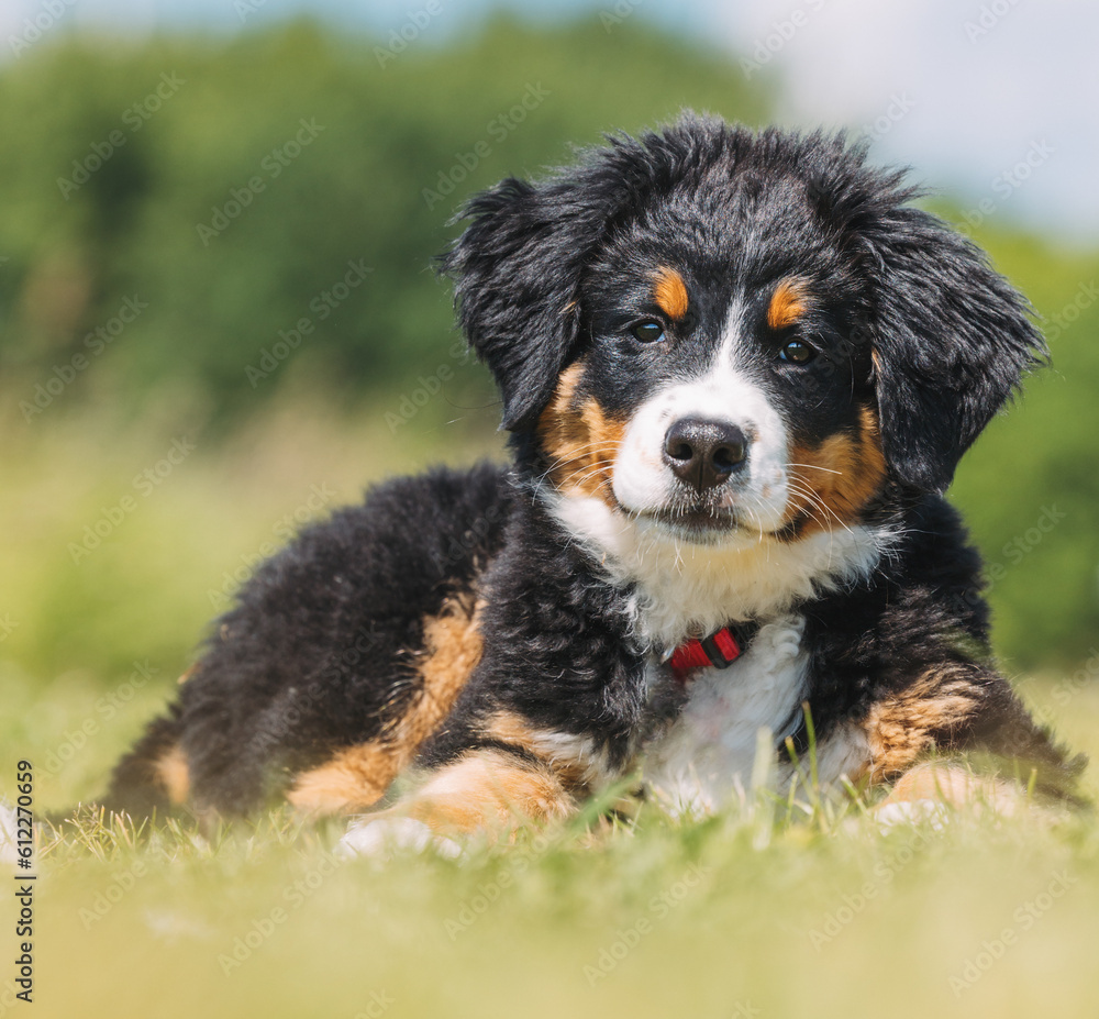 Australian Shepherd Australian Shepherd
