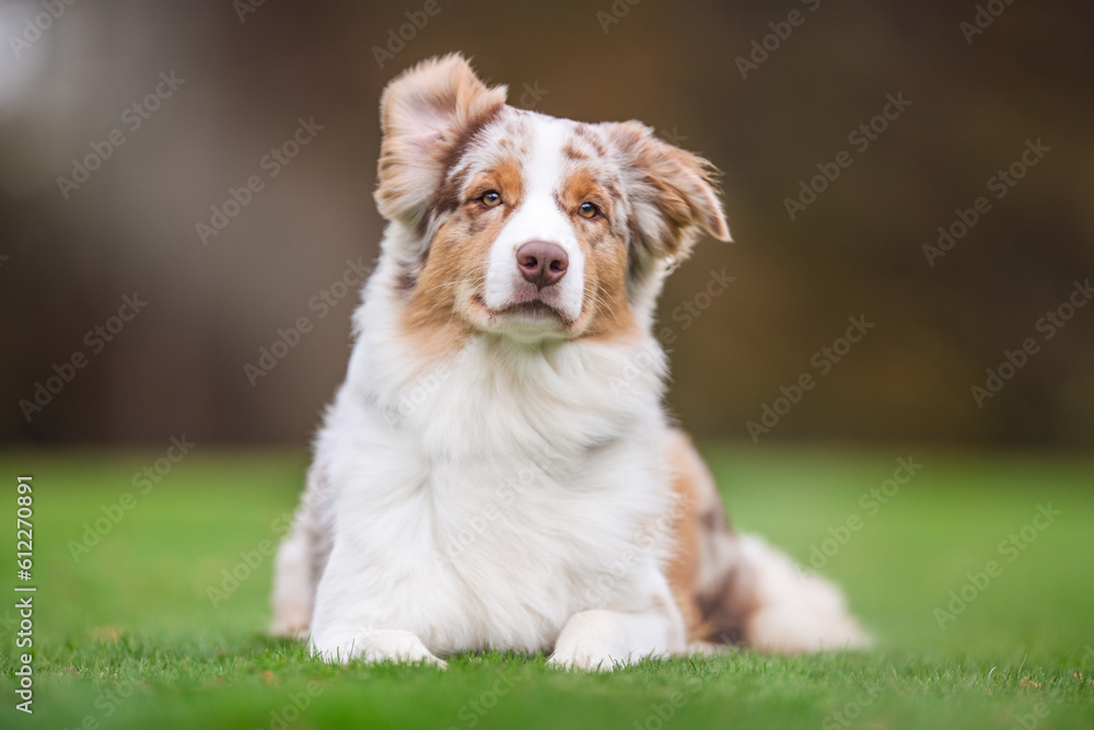 Australian Shepherd