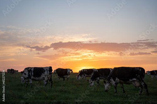 Group of cows in a grass field during sunset © M