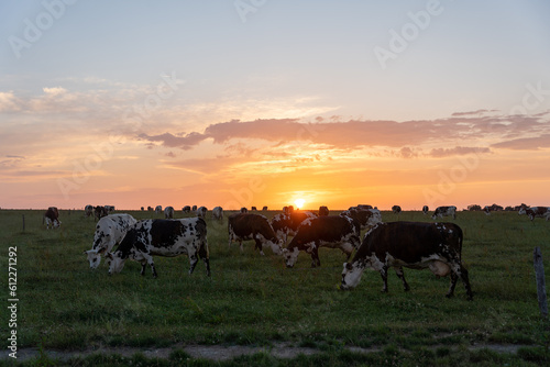 Many cows eating in a grass field during sunset in france