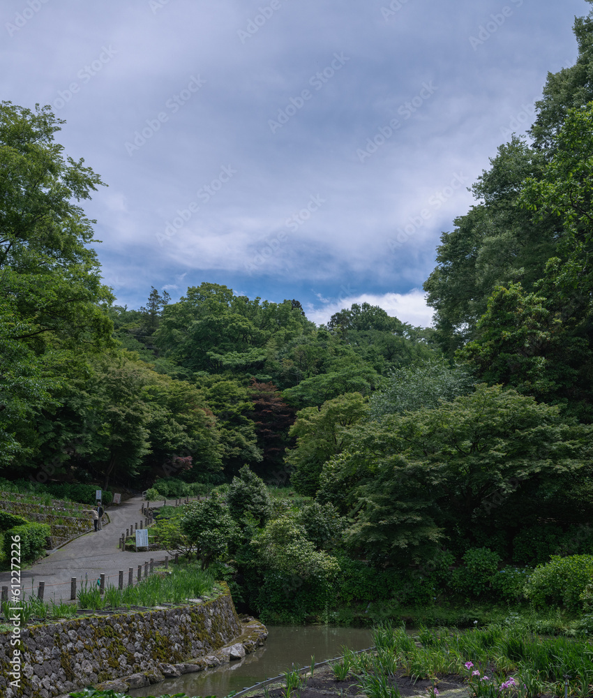 谷間の花菖蒲園の風景 谷間の花菖蒲園の風景