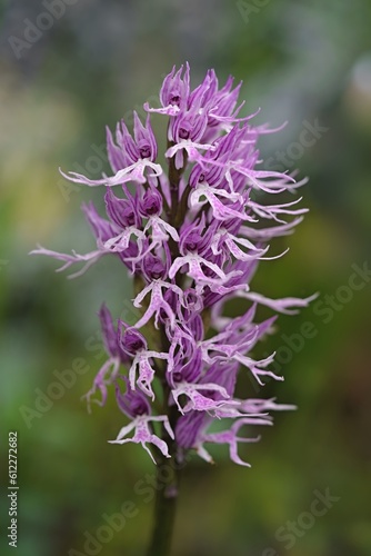 Detail photo of Orchis italica. Gargano  Italy  Europe. Macro photo of purple orchid. 