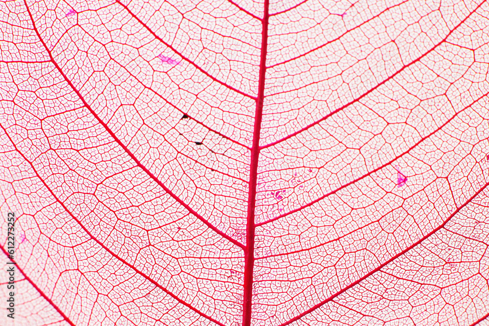 Fototapeta premium Macro photo of autumn foliage. pink leaf texture background