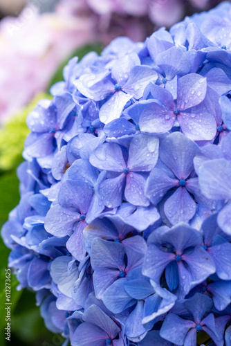 紫陽花