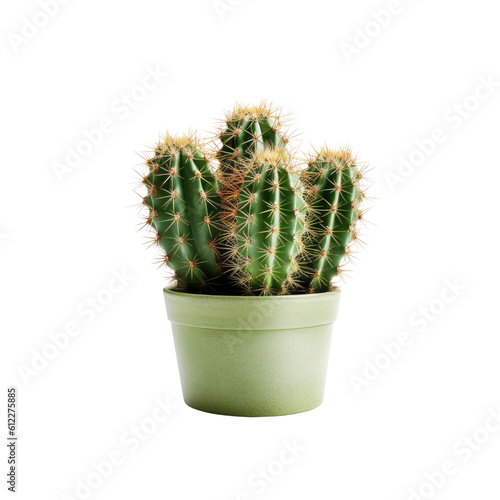  Cactus in a pot.