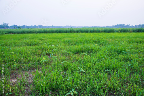 Natural Green Landscape view  field with blue sky