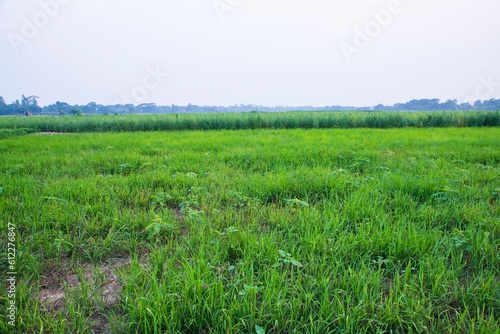 Natural Green Landscape view field with blue sky