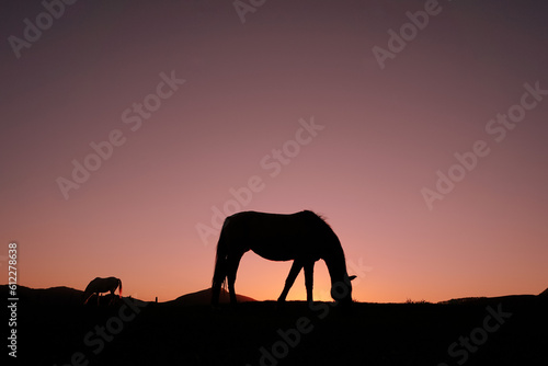 horse silhouette in the countryside and beautiful sunset background