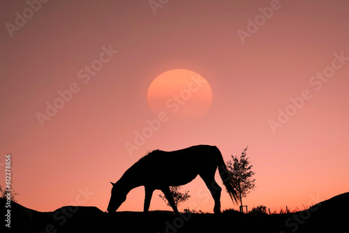 horse silhouette in the countryside and beautiful sunset background