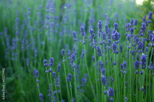 lavender bushes background, flowers of lavender © Sabineyro