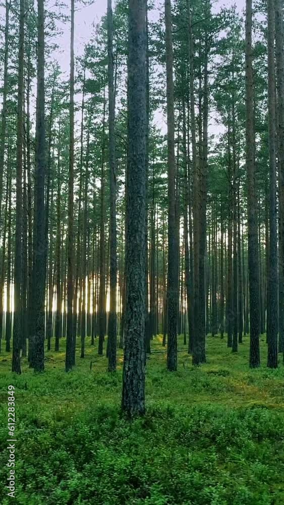 Nature forest, shining sun and green grass forest floor, vertical wallpaper Nature forest, shining sun and green grass forest floor, vertical wallpaper