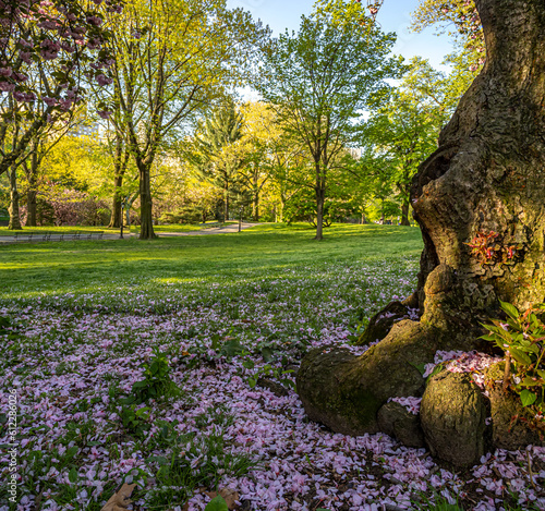 Central Park in spring photo