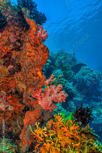 Coral reef South Pacific © John Anderson