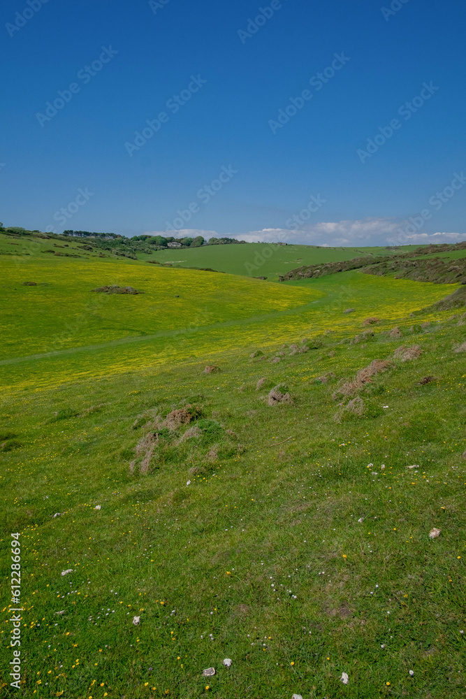 Fototapeta premium grass and blue sky