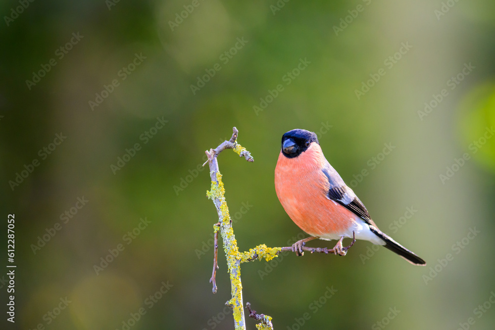 Male Bullfinch, Pyrrhula pyrrhula, perched on a feeder.