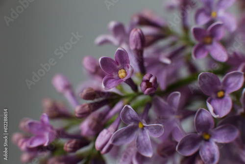Blurry floral background.A branch of blossoming lilac (syringa) flowers. Lilac background. Lilac closeup. © IvSky