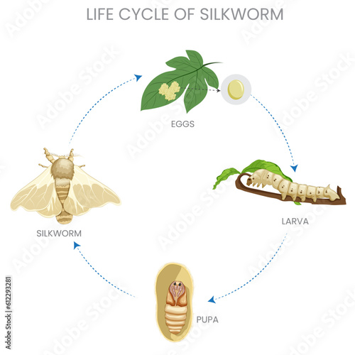 The life cycle of a silkworm includes stages of egg, larva (caterpillar), pupa (cocoon), and adult (moth), with silk production central to its existence. photo