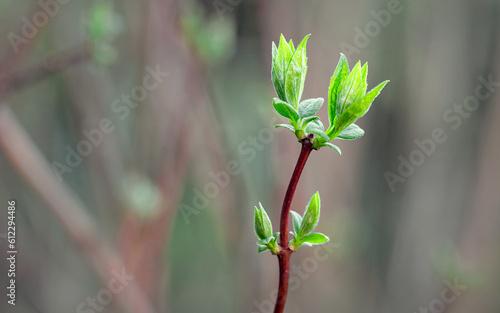 New shoots of Mock Orange in early Spring close up - seasonal nature 