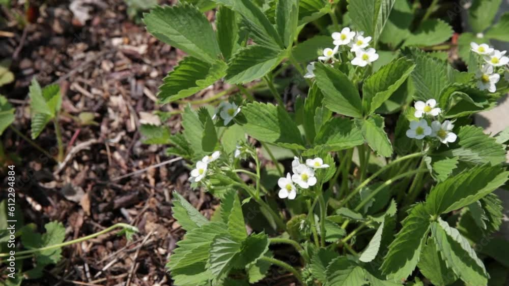 Video of garden strawberries blooming. Natural floral background. Growing organic berries Video of garden strawberries blooming. Natural floral background. Growing organic berries