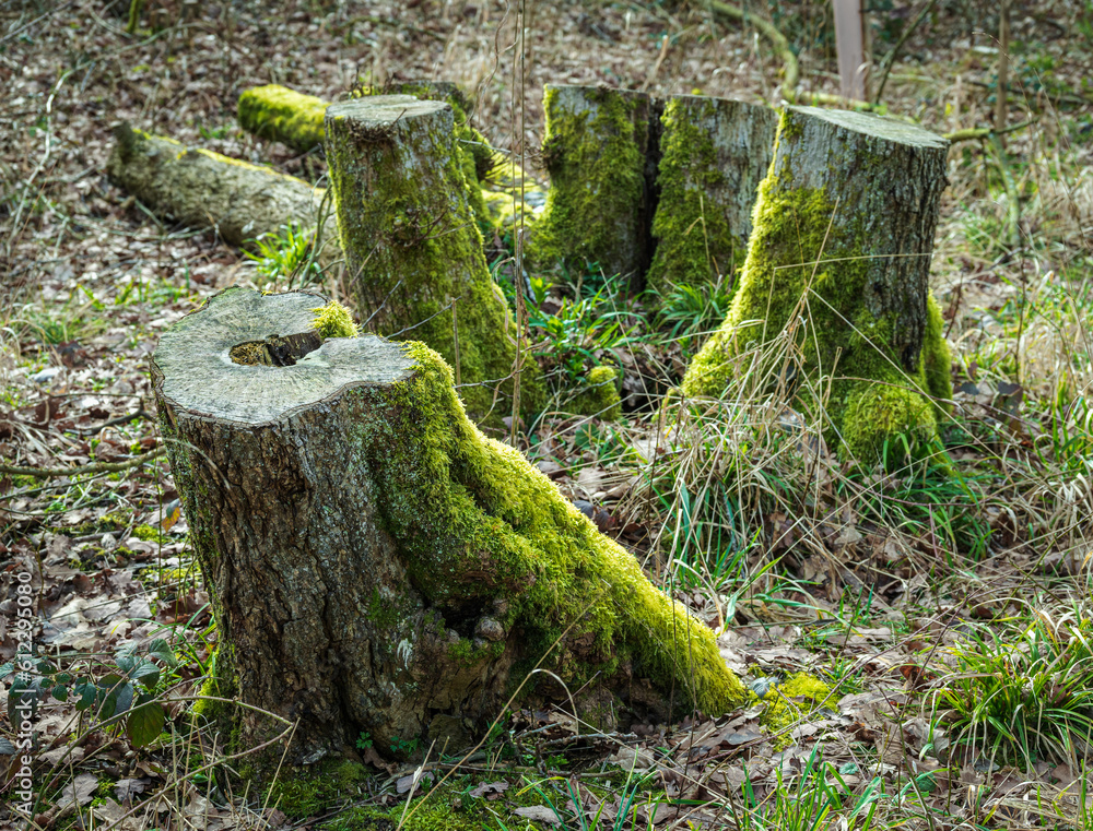 Tree stump covered with green moss in late winter 2
